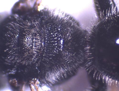 Lasioglossum bimaculatum